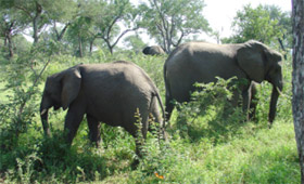 African Elephants