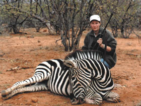 Zebra