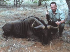 Blue Wildebeeest