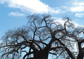Baobab tree